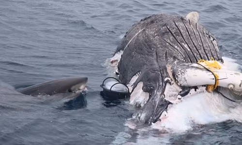 Đàn cá mập trắng ăn sạch xác cá voi 9 mét trong 5 ngày