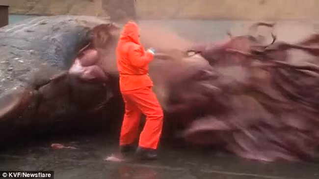 Tại sao xác cá voi có thể bị nổ khi bị dạt vào bãi biển?