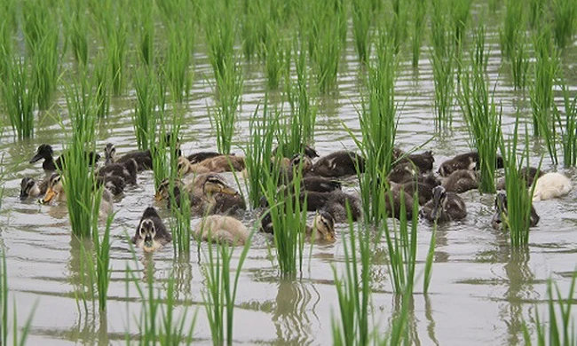 Nông dân Nhật thả vịt thay thuốc trừ sâu trên đồng lúa