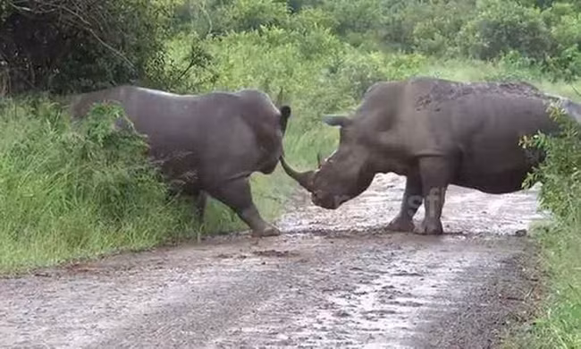 Tê giác kịch chiến bảo vệ lãnh thổ