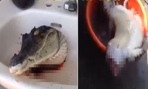 Cá sấu bị chặt đầu vẫn há miệng giãy giụa