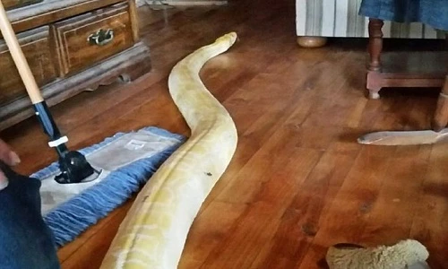 Trăn dài hơn 5 m tìm đường bò về nhà sau hai tuần mất tích
