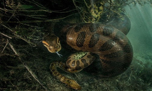 Trăn anaconda cái giết chết con đực sau khi giao phối