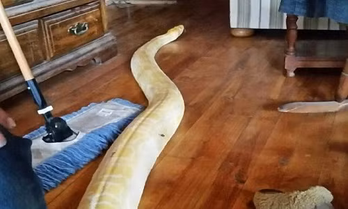 Trăn dài hơn 5 m tìm đường bò về nhà sau hai tuần mất tích