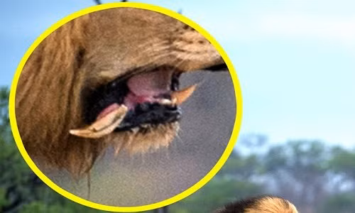 su-tu-cai-tat-gay-rang-con-duc-mon-men-lai-gan-bay-con-1