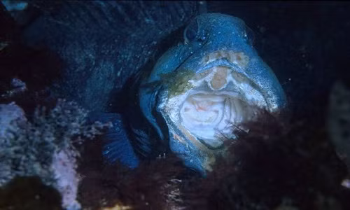 nhung-dong-vat-ky-la-song-trong-bong-toi-duoi-day-dai-duong-2