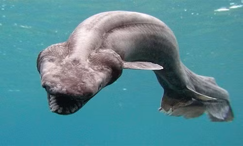 nhung-dong-vat-ky-la-n-trong-bong-toi-dai-duong-6