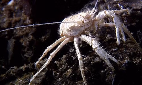 nhung-dong-vat-ky-la-song-trong-bong-toi-duoi-day-dai-duong-6