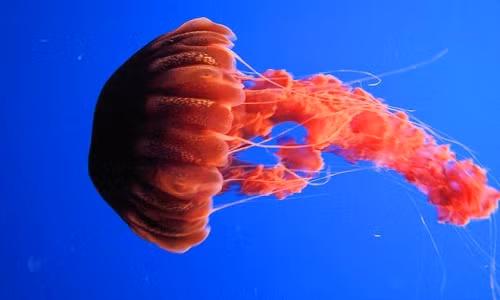 nhung-dong-vat-ky-la-song-trong-bong-toi-duoi-day-dai-duong-7