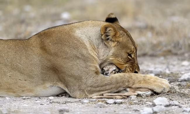 Sư tử cái âu yếm chăm sóc linh dương