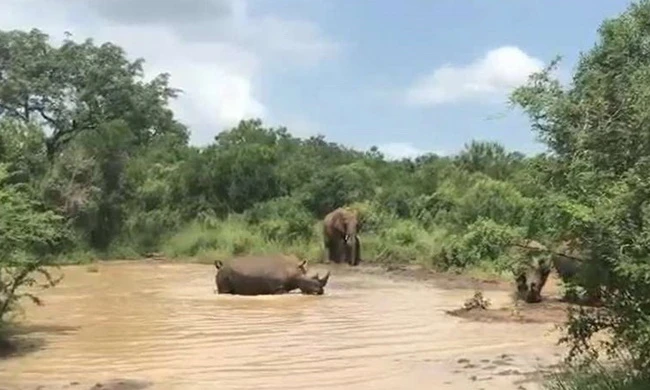 Voi đuổi đàn tê giác chạy khỏi hồ nước