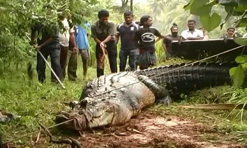 Con cá sấu nặng 901 kg được cho là lớn nhất ở Sri Lanka. 