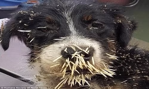  Giải cứu chú chó bị 350 gai nhím cắm chi chít khắp mặt