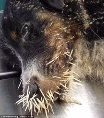 giai-cuu-chu-cho-bi-350-gai-nhim-cam-chi-chit-khap-mat-2