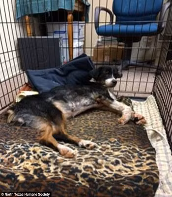 giai-cuu-chu-cho-bi-350-gai-nhim-cam-chi-chit-khap-mat-3