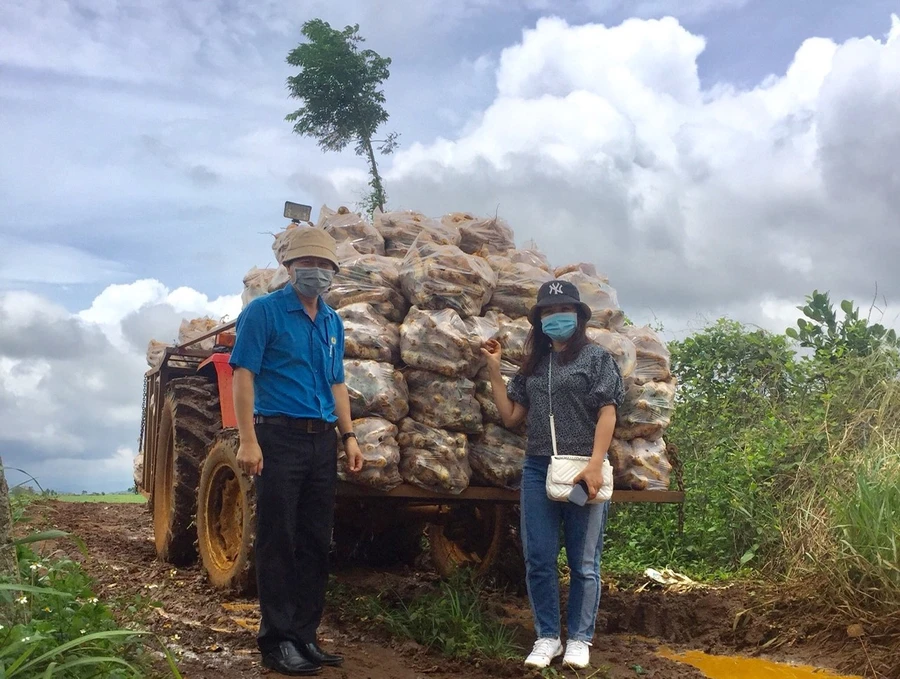 Công đoàn ngành Giáo dục tỉnh Đắk Nông vào tận rẫy để thu hoạch nông sản chuyển về hỗ trợ TPHCM.