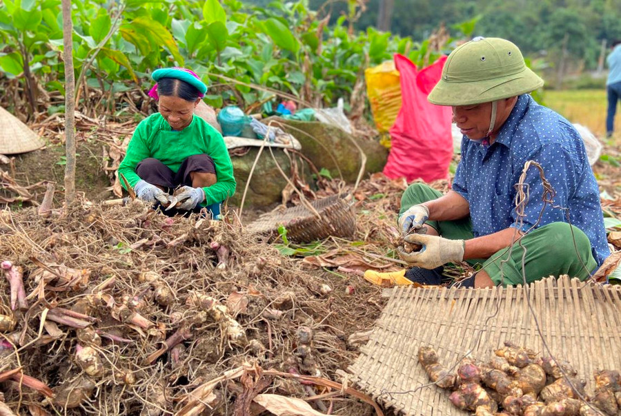 Người dân huyện Bình Liêu thu hoạch củ dong riềng.