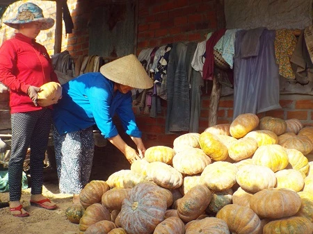 Người trồng bí ngô lâm cảnh mất mùa, mất giá