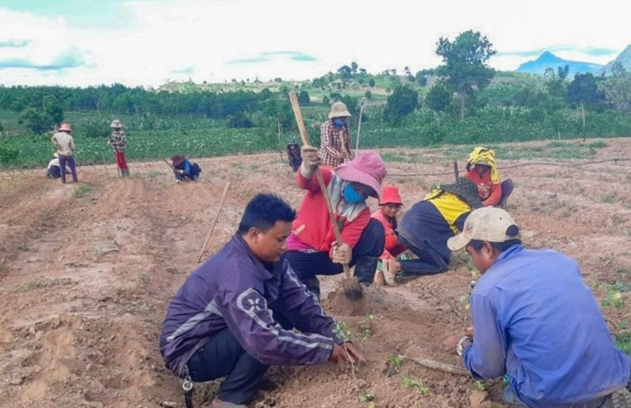 Nông dân huyện Hướng Hóa trồng sắn đến thoát nghèo. Nông dân huyện Hướng Hóa trồng sắn đến thoát nghèo.