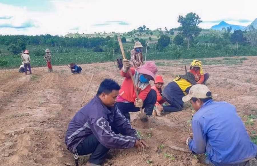 Nông dân huyện Hướng Hóa trồng sắn đến thoát nghèo. Nông dân huyện Hướng Hóa trồng sắn đến thoát nghèo.