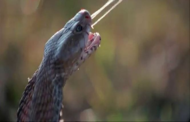 Chuyện kỳ lạ về loài rắn khiến bạn phát 