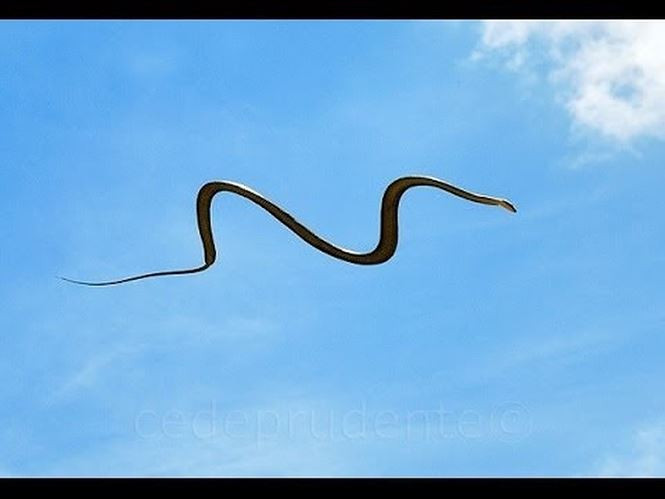 Chuyện kỳ lạ về loài rắn khiến bạn phát 