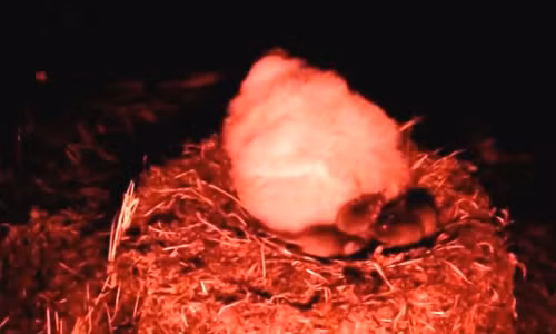 Chuột to lớn ăn sống hai triệu chim non