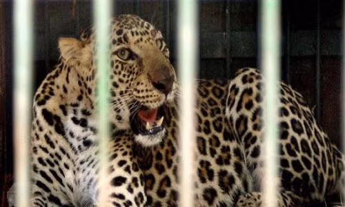 Xung đột giữa báo hoa mai và nông dân trên đồng mía Ấn Độ