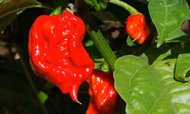 Nhập viện khẩn cấp do ăn phải ớt cay nhất thế giới