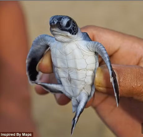  Trong nghiên cứu, các nhà khoa học đã phát hiện ra từ 1 đến 329 miếng nhựa riêng biệt được rùa ăn. 