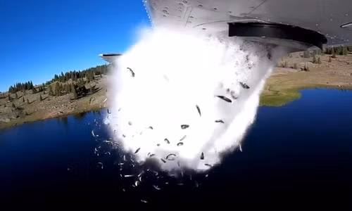 Đàn cá hồi hàng nghìn con được máy bay đổ xuống hồ