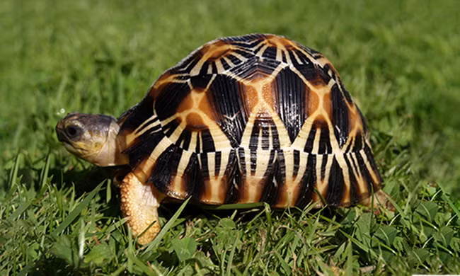 Loài rùa đẹp nhất thế giới có nguy cơ tuyệt chủng trong 20 năm tới 