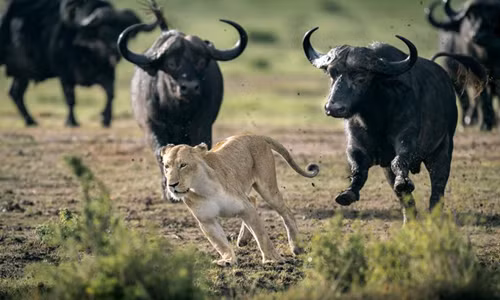 Sư tử cái bỏ chạy khi bị đàn trâu phản công. Ảnh: Caters News.