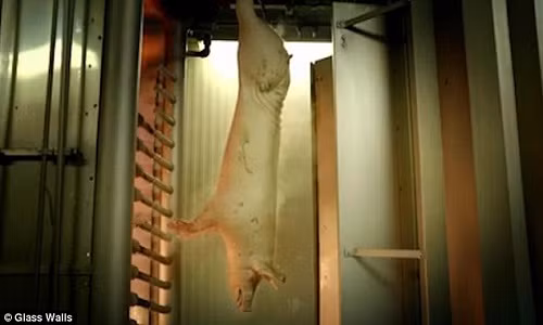 chat-phu-gia-thuc-phm-gelatin-duoc-san-xuat-the-nao-2