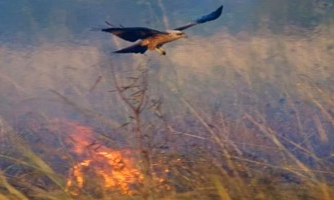 Loài chim thông minh, dùng lửa lùa mồi để đi săn