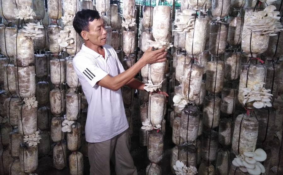 Ông Đỉnh giới thiệu quy trình chăm sóc nấm của gia đình.