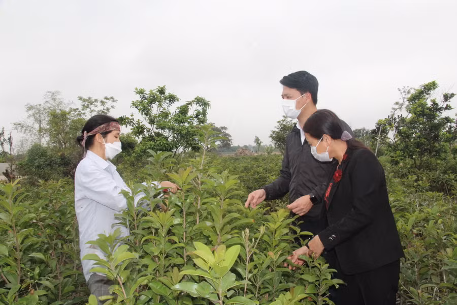 Mỗi năm gia đình chị Hường thu về hàng trăm triệu đồng từ bán cây giống.