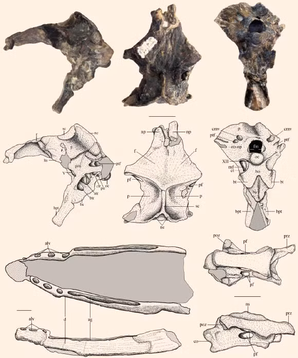 Các mảnh xương của Allkaruen koi: hộp sọ, hàm dưới và đốt sống cổ (Ảnh: Codorniu L etal.)