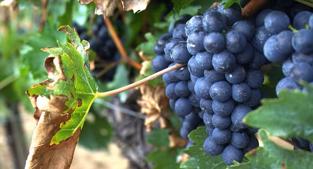 Các nhà khoa học đã khám phá ra lợi ích bất ngờ của nho