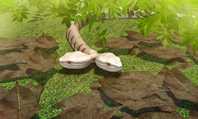 Rắn hổ ma hai đầu bò vào nhà dân
