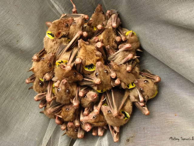 Loài dơi tranh luận rất nhiều trong cuộc “trò chuyện” của chúng