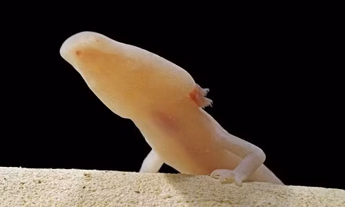 Phát hiện "rồng non" quý hiếm trong 5 hang động Croatia