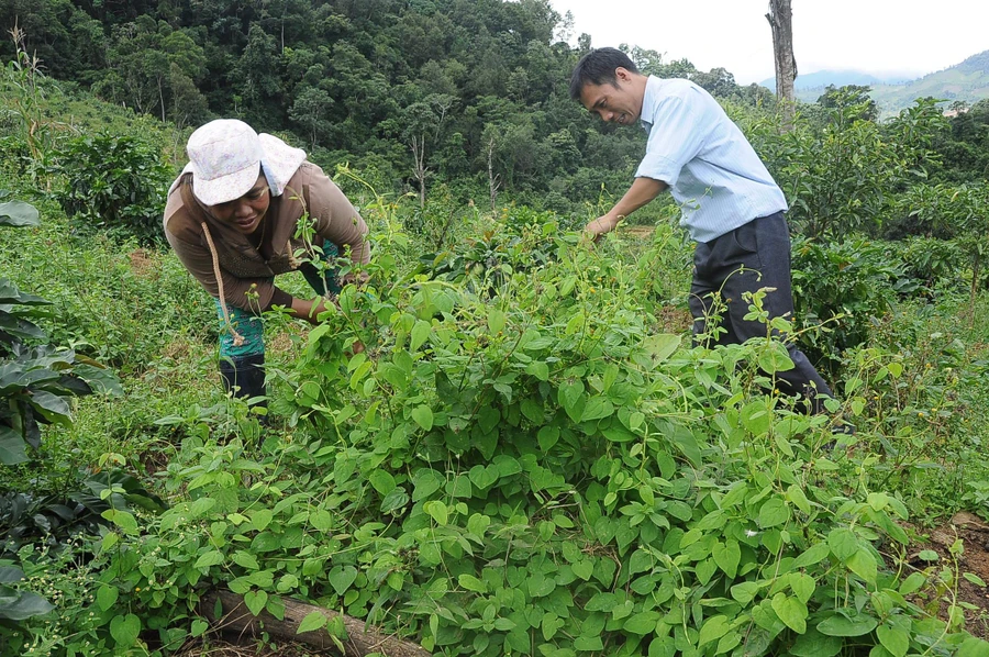 Chương trình mục tiêu quốc gia ở Kon Tum đã đạt được nhiều kết quả tích cực