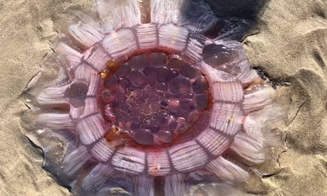 Sứa giống vật thể ngoài hành tinh dạt vào bờ biển New Zealand