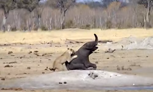 Voi con đơn độc bỏ mạng trước sự hung dữ của đàn sư tử