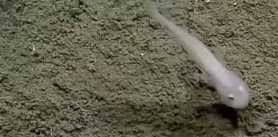 Phát hiện loài cá “ma” bí ẩn ở nơi sâu nhất đại dương