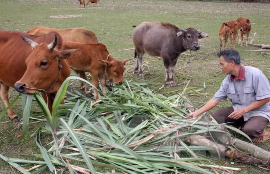 Bà con nông dân xã Hương Sơn, huyện Tân Kỳ vay vốn ưu đãi đầu tư chăn nuôi bò hiệu quả