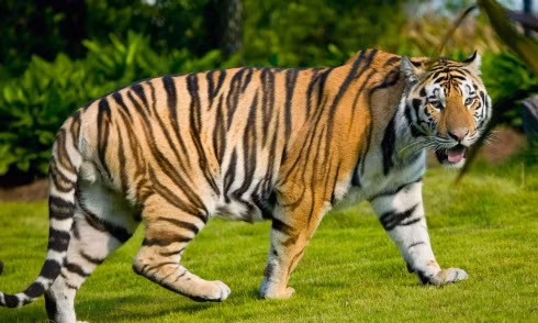 Hổ nuôi từ bé vẫn giữ đặc tính hung dữ