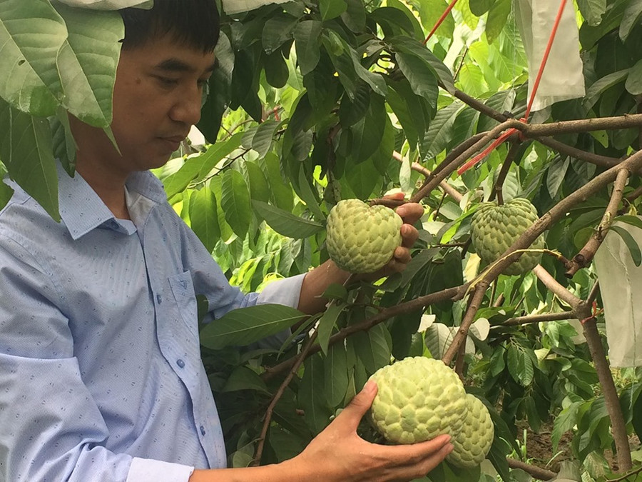 Na được trồng theo tiêu chuẩn VietGAP đem lại chất lượng cao và năng suất cho người trồng.