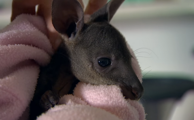 Chuột túi Wallaby đáng yêu như một đứa bé